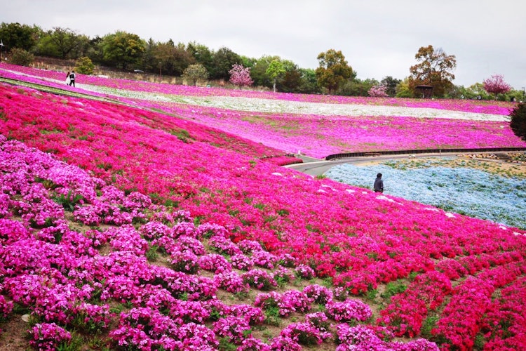 [画像1]太田北部運動公園の芝桜📸✨とても綺麗でした！ ✨✨