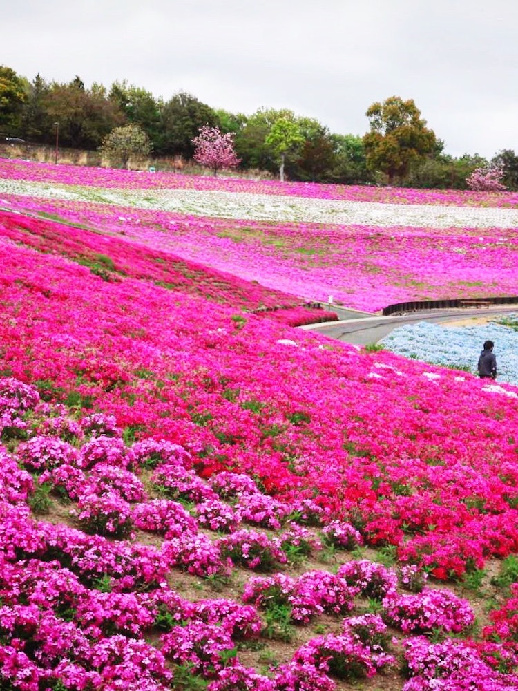[画像1]太田北部運動公園の芝桜📸✨とても綺麗でした！ ✨✨