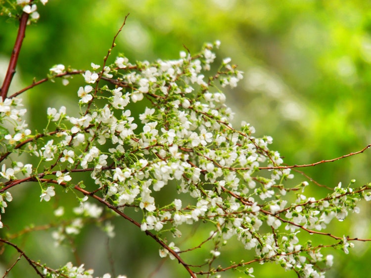 [画像1]八尾市の水越峠。春の花で、一番好きな花です。