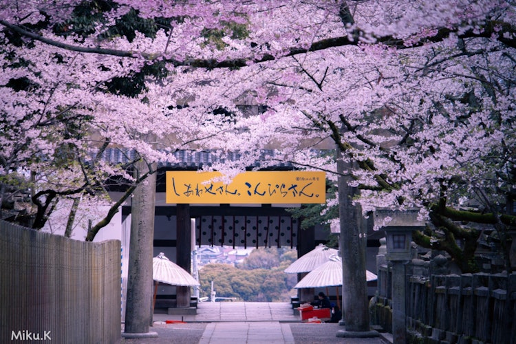 [相片1]“春天的金比先生”四国的金平山“金剑平神社”这里挤满了每年来看樱花的人。拍这张照片的时候，人不多，大概是因为是工作日，所以可以慢慢看到樱花。地点名称：香川县金东平神社