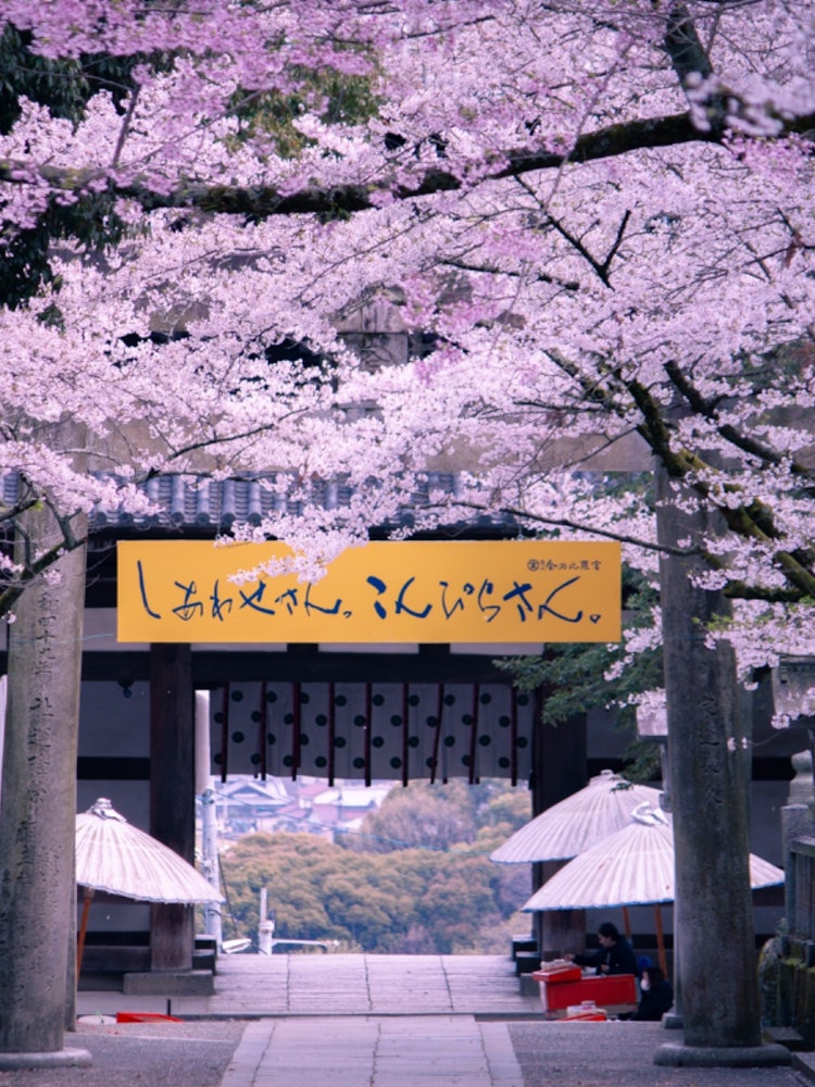 [画像1]「春のこんぴらさん」四国のこんぴらさん「金刀比羅宮」毎年桜を見に来る人で賑わいます。この写真を撮影した時は平日ということもあってかあまり人がいなかったのでゆっくりと桜を見ることができました。撮影場所　