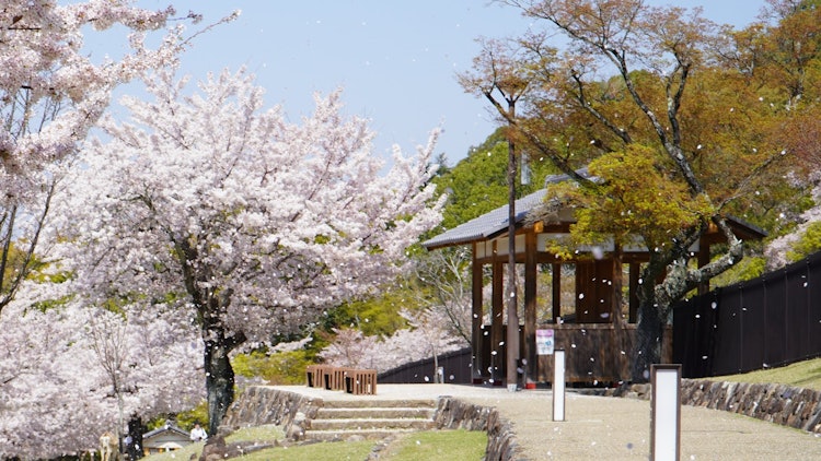[이미지1]나라 공원의 와카쿠사산 앞에 벚꽃이 만발합니다. 드라마틱한 벚꽃 눈보라!