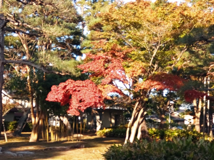 [相片1]秋天的树叶很漂亮，阳光很宜人，所以我散步了 ♪