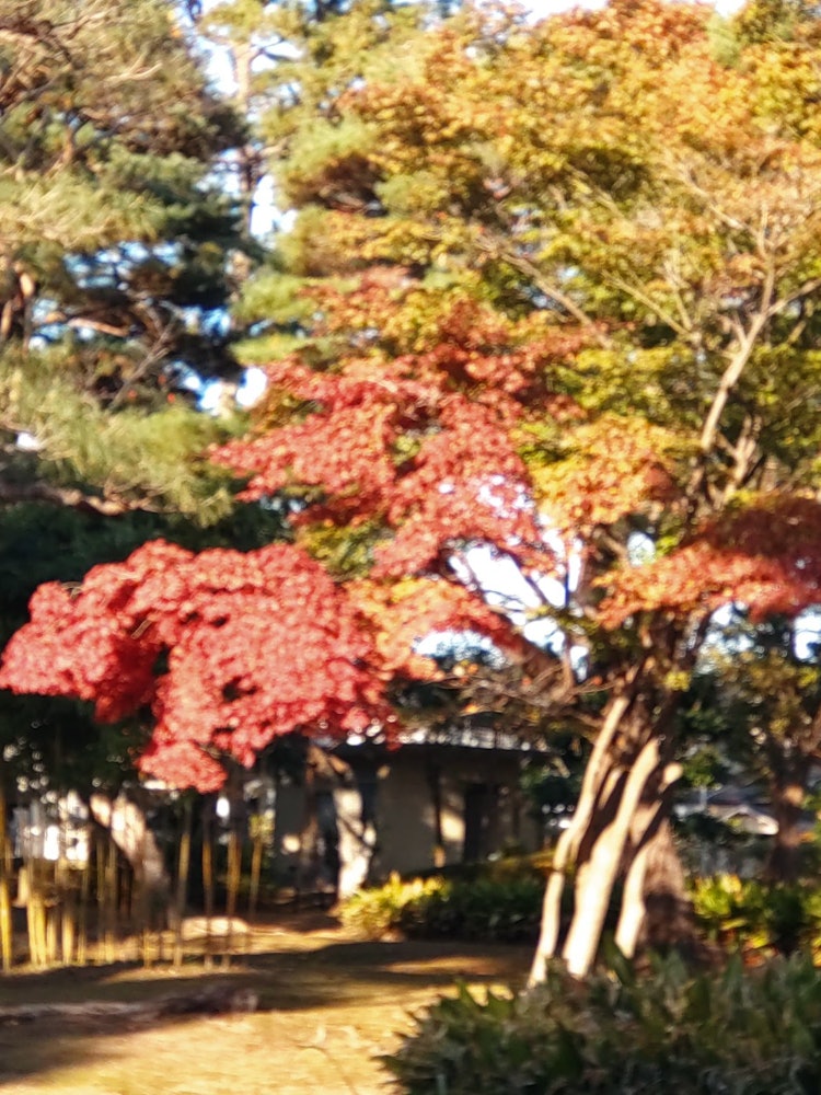 [Image1]The autumn leaves were beautiful and the sun was pleasant, so I took a ♪ walk
