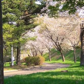 [画像2]自転車でなにも考えずに走っていたら北の緑地へたどり着きましたこの季節はやはり桜が目に付きますね