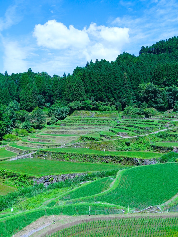 [相片1]位於福岡縣浮葉市的「津浦梯田」是堆積著精美石頭的階梯梯田，許多精心堆疊的石頭結構已有約400年的歷史。 與山林的綠色、從森林中湧出的淡水和蔚藍的天空完美協調的美麗鄉村風光被選為“日本100個最佳梯田”