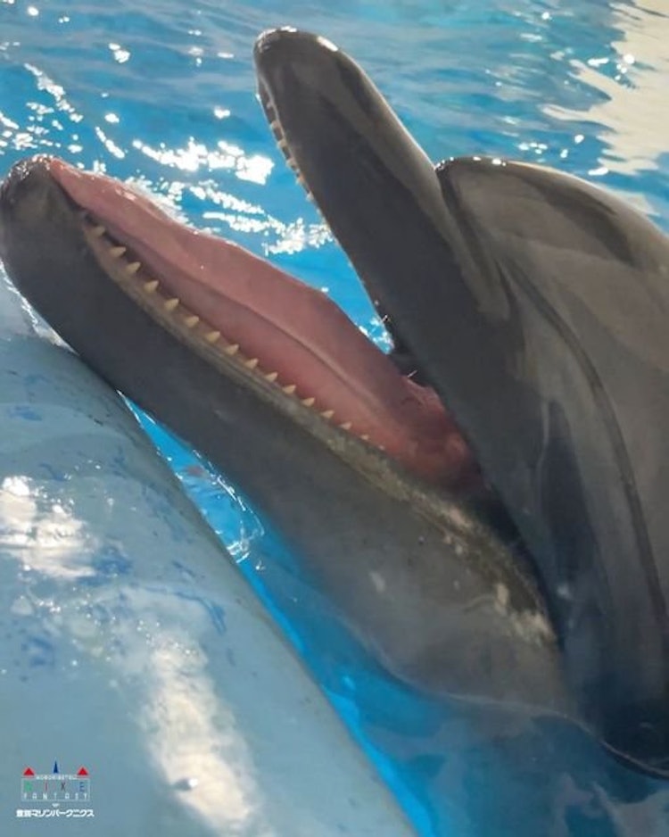[相片1]女士们，先生们，海豚你知道有舌头吗？ 👅大、厚实、有弹性它有舌头！海豚使用这种舌头我从头上吞下鱼！
