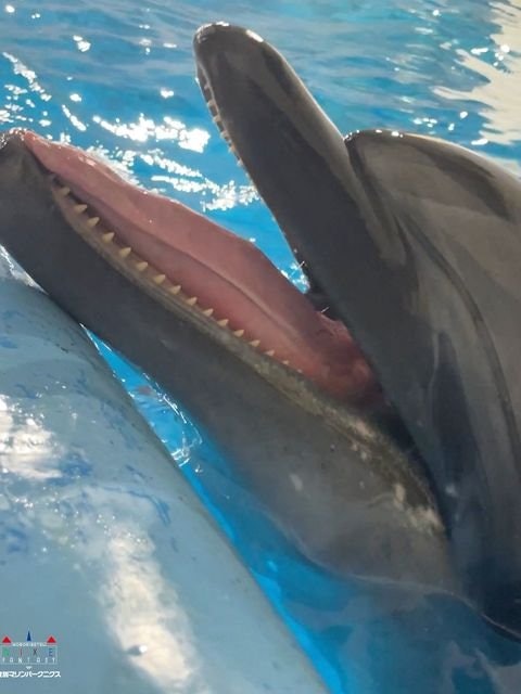 [Image1]Ladies and gentlemen, dolphinsDid you know that there is a tongue? 👅Large, chunky, and elasticIt has