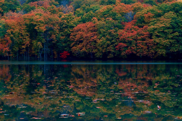 [画像1]青森県蔦温泉近くの蔦沼の紅葉風景です。 毎年見事な紅葉を見せてくれるスポットです。 日の出の時間になると朝日が斜めに差し込み、紅葉をみごとに真っ赤に染め上げます。 この時間帯は毎年多くの観光客やカメラ