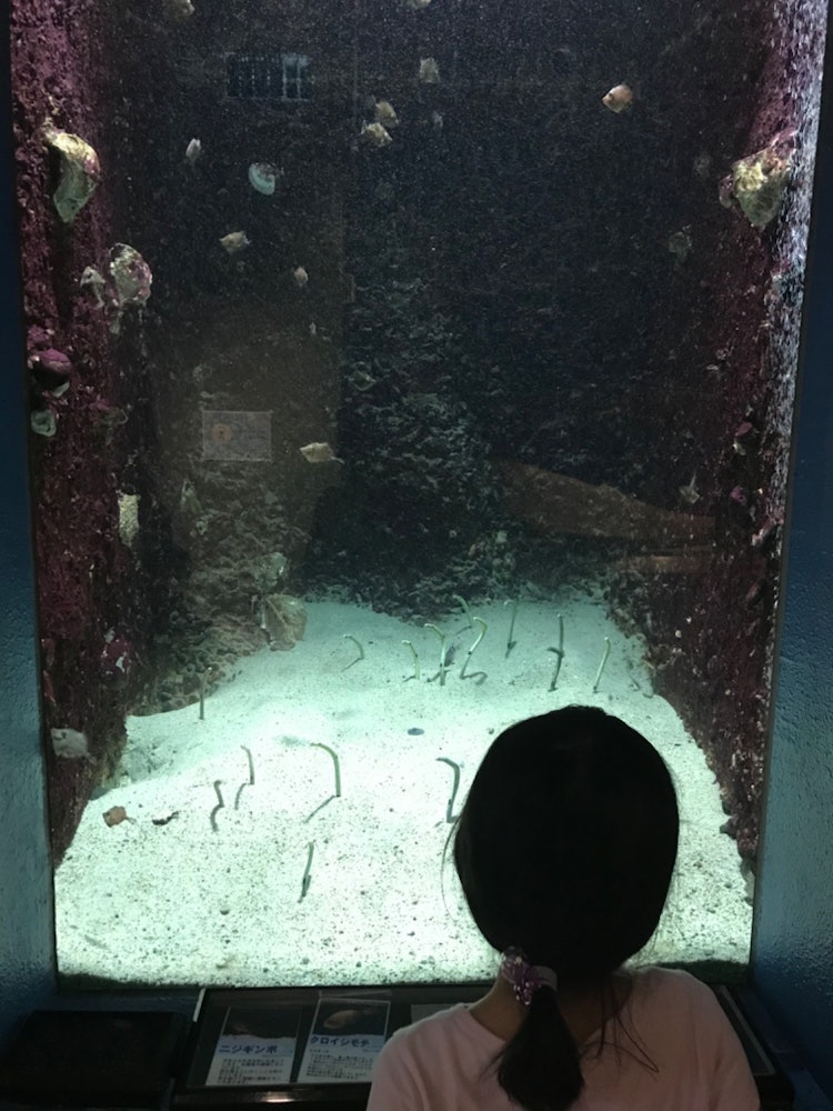 [相片1]和歌山博物馆的下巴海鳗✨✨很可爱^ ^ 💕💕