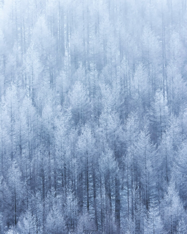 [画像1]霧氷。木々のコントラストが美しすぎる。