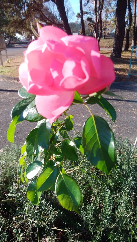 [相片1]在寒冷的天空中，公园里的一朵玫瑰寂寞地绽放着。 我被它的美丽迷住了。