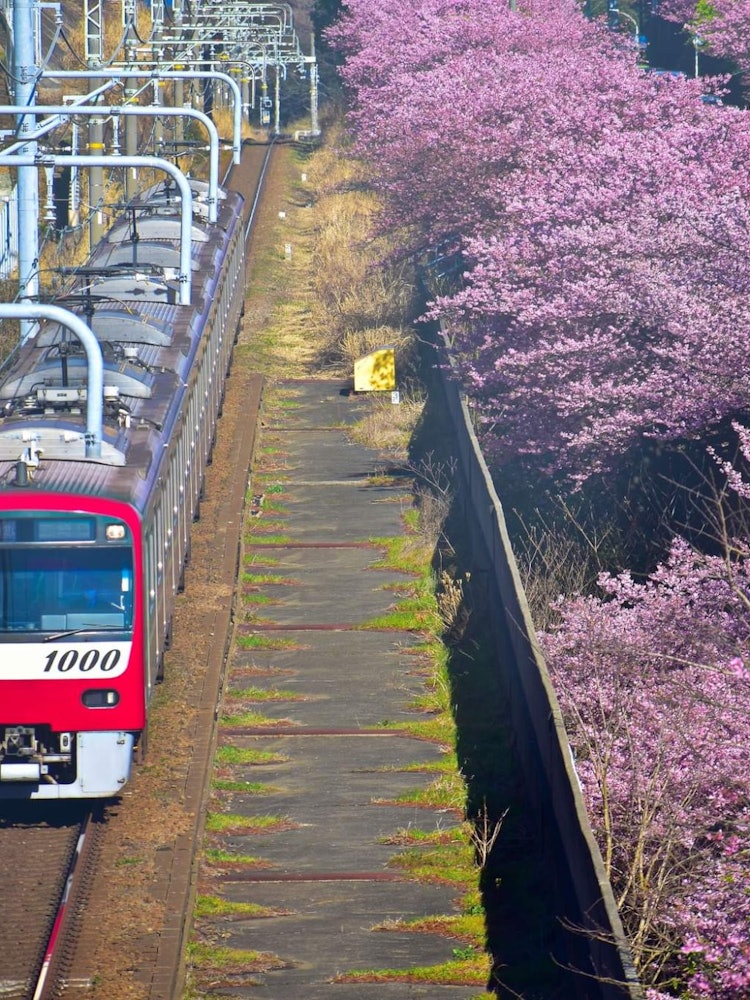 [相片1]日本的春天意味着被一排排樱花树包围的城市，但每当我们想象时，我们就会想到浅粉色或白色的花朵和它们脆弱的花瓣在微风中飘扬。但是这些深粉色的樱花也很华丽，它们比普通樱花早开花。这些花被称为河津樱花，如果您
