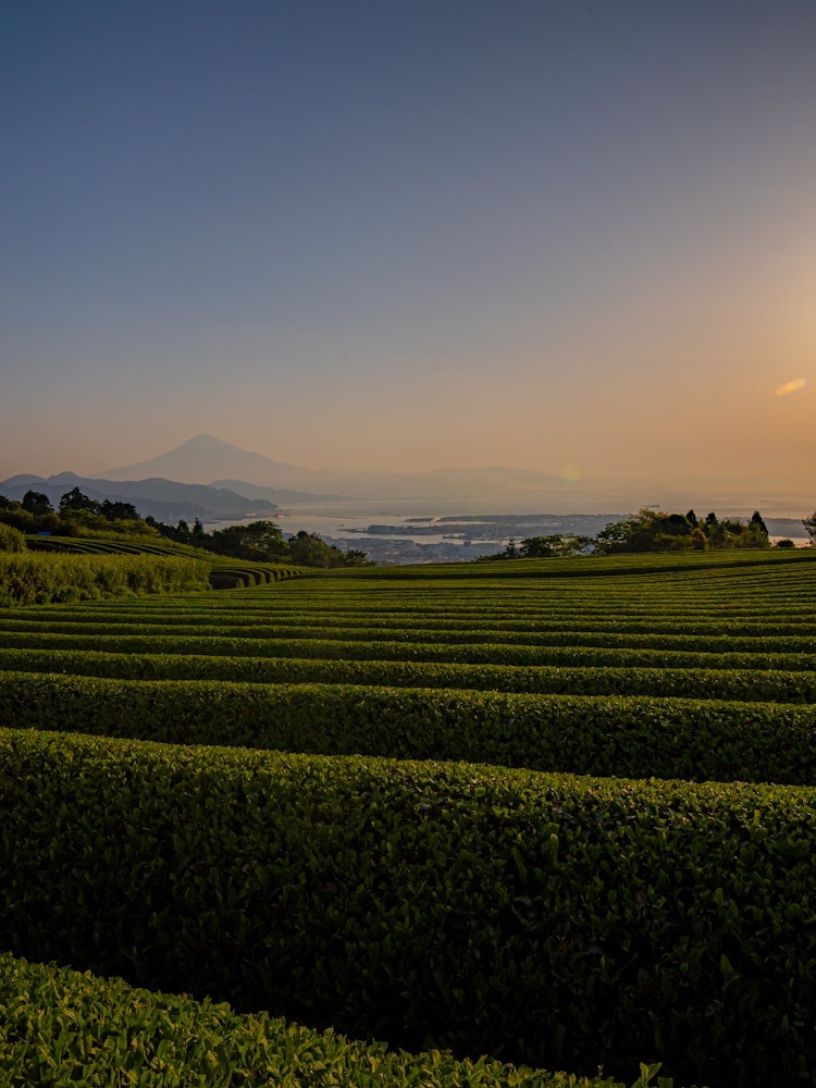 [画像1]静岡県日本平で撮影した写真です。久しぶりの朝写真活動です。 茶畑で日の出を迎え、バックに海と青空だけでなく、富士山の姿も見られて、素敵な朝でした。2022/5/4