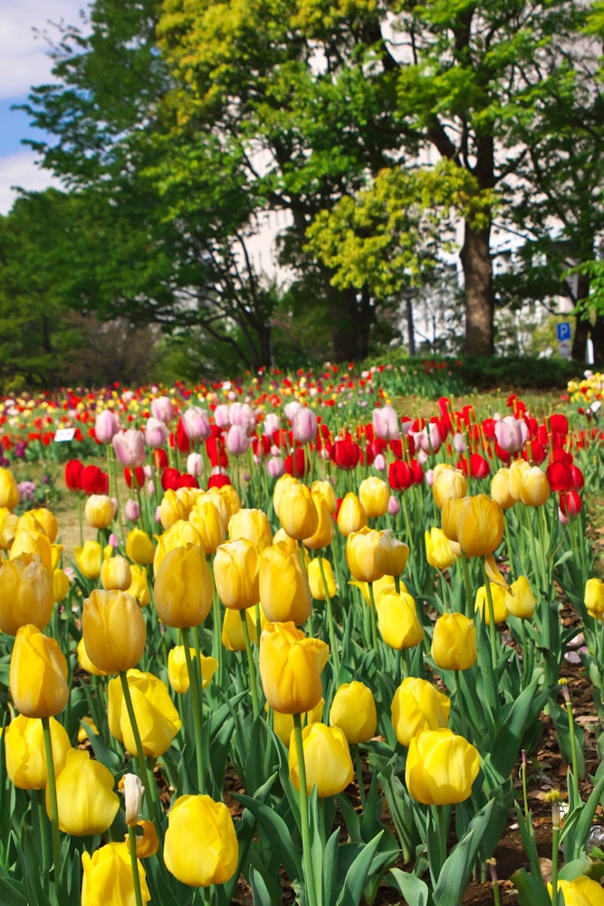 [画像1]チューリップ咲いた 江東区・シンボルプロムナード公園お台場に春がやってきました。 数千本のチューリップは圧巻2021.4.10