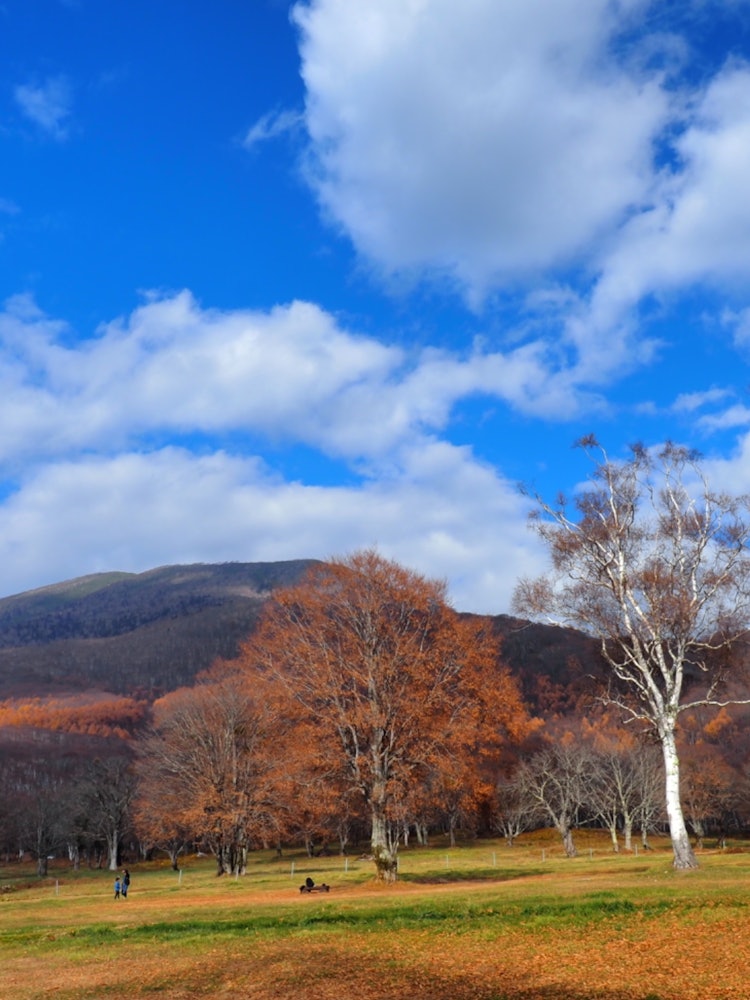 [Image1]Photographing Mt. Myoko from Sasagamine Farm in Myoko City, Niigata PrefectureThe autumn leaves were