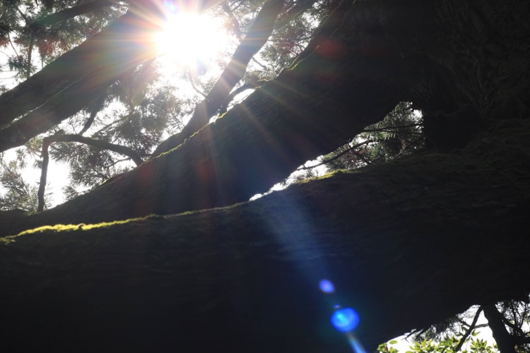 [画像1]茨城県筑波山木々の間から入ってくる日の光があまりにも綺麗でした