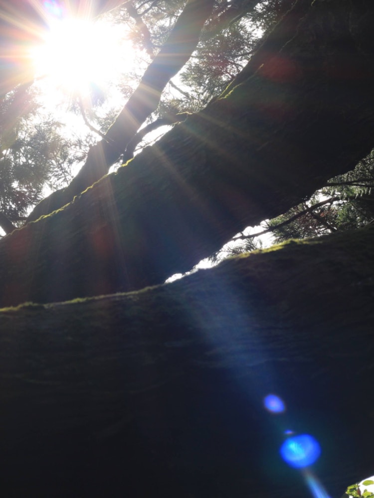 [相片1]茨城縣築波山透過樹林射進來的陽光是如此美麗。