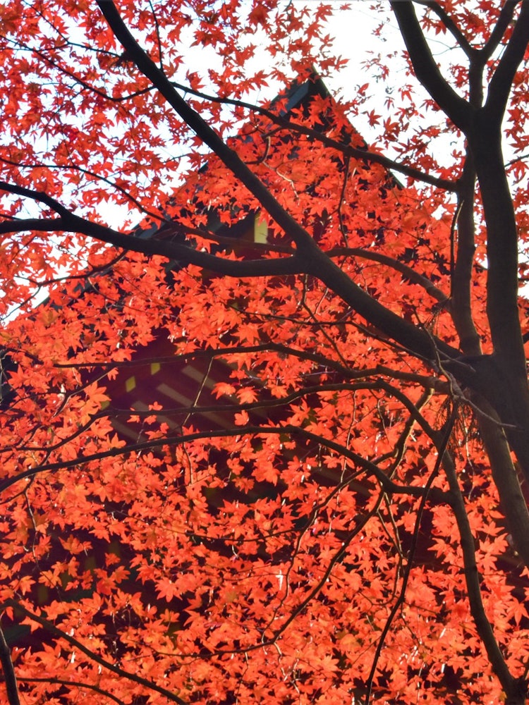 [Image1]Autumn leaves of Mt. Hiei, Kyoto