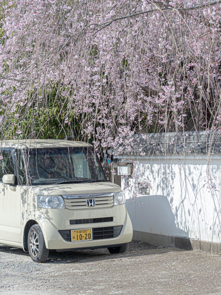 [相片1]京都的本光寺，櫻花盛開。它位於一個安靜的住宅區，因此您可以在安靜的氛圍中享受春天。