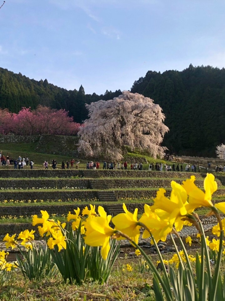 [Image1]It is a scenery with drooping cherry trees that are over 300 years old. It is very beautiful to see 