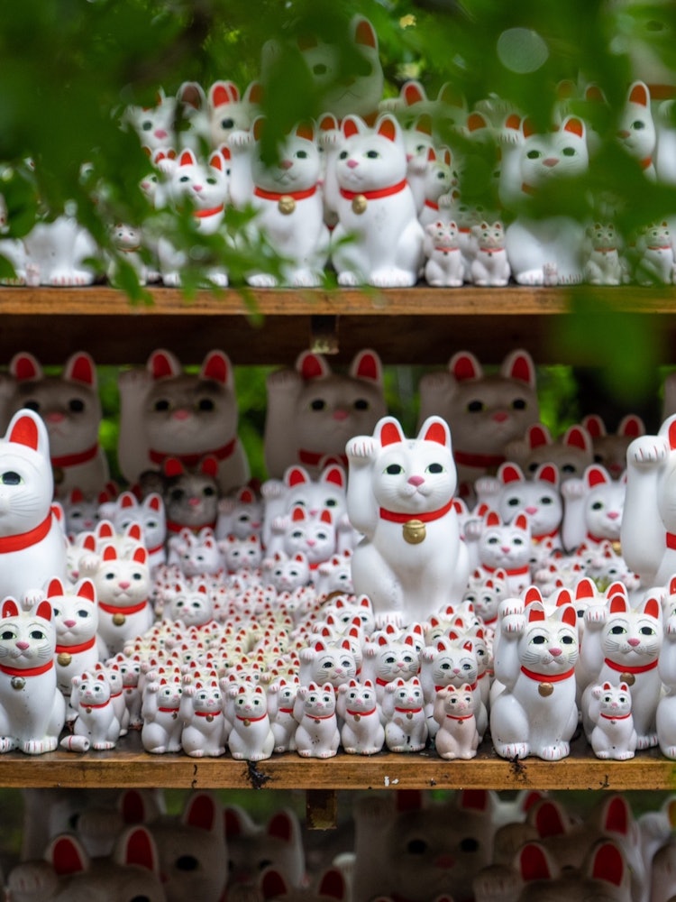 [Image1]It is also called a cat temple, Gotokuji Temple.There are a lot 🐈 of cat figurinesPhotography equipm