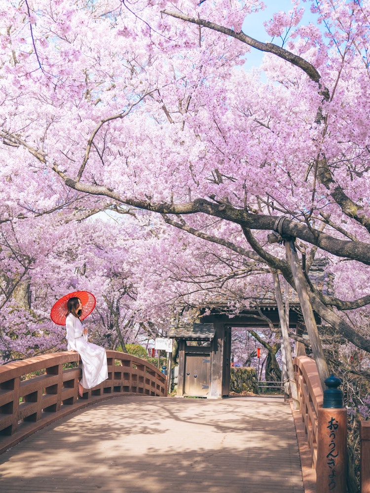 [Image1]Cherry blossom