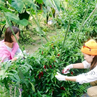 [Image2]◆ Vegetable harvesting experience ◆You can harvest a bag full of seasonal vegetables in each season.