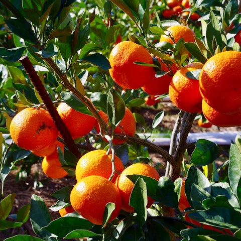 [画像1]「大原赤早生」は香川の柑橘類の特産品で、主な産地は坂出市。 果実は皮が薄く、果肉は柔らかく、甘くてジューシーな風味は、食べるとすぐに病みつきになります。