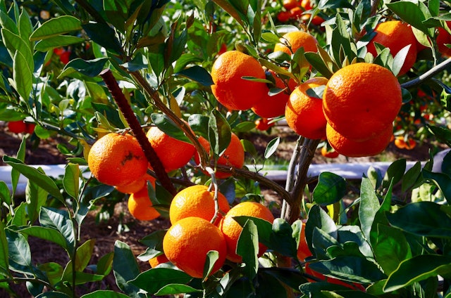 [画像1]「大原赤早生」は香川の柑橘類の特産品で、主な産地は坂出市。 果実は皮が薄く、果肉は柔らかく、甘くてジューシーな風味は、食べるとすぐに病みつきになります。