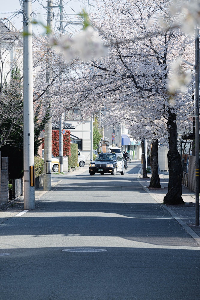 [이미지1]교토부 무코시 니시무코히역 거리.벚꽃이 만개한 거리의 조용한 풍경을 감상 할 수 있습니다.