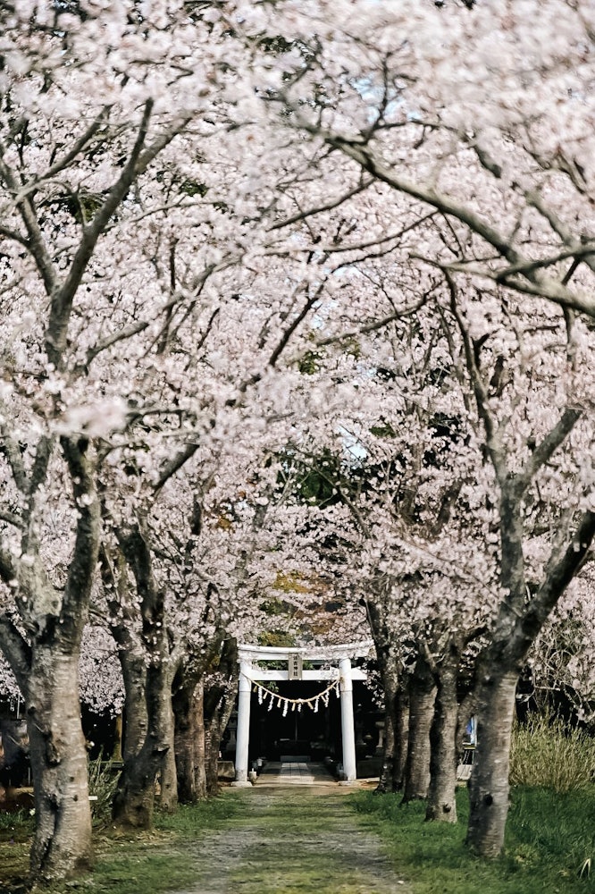 [相片1]宫城县角田的住吉神社它不是那么大，但是樱花和后面的鸟居（神社门）门⛩️的构图非常好从现在开始，感觉就像盛开了一样。我想在樱花翩翩起舞的时候再去那里