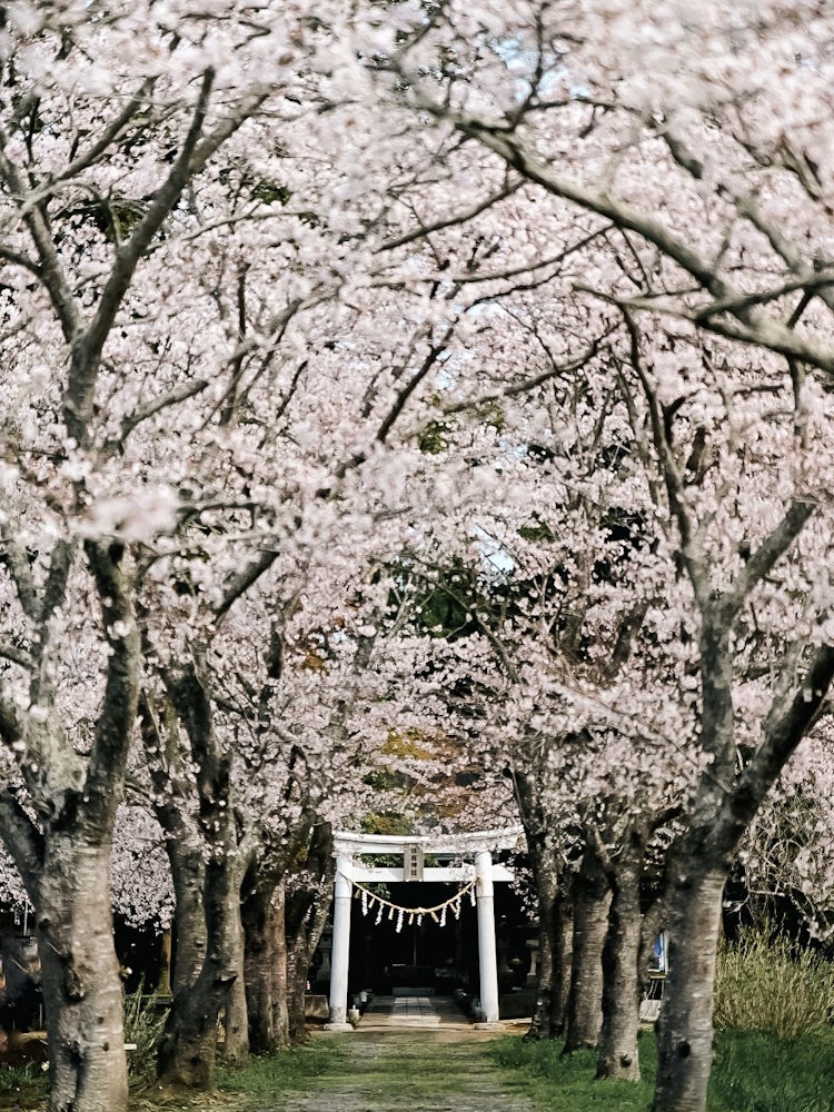 [画像1]宮城県角田にある住吉神社そんなに広くは無いですが桜と奥にある鳥居⛩️の構図がとてもいい今から満開って感じだったので桜が舞うような頃にまたいつか行ってみたいと思います