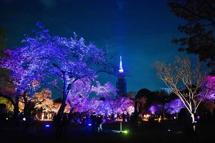 [相片1]今年東京最大的國立公園新宿御苑舉辦了一場非常獨特和迷人的夜間櫻花活動。住在東京附近的人一定要參加這個活動。