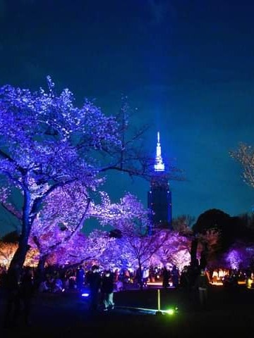 [相片1]今年东京最大的国立公园新宿御苑举办了一场非常独特和迷人的夜间樱花活动。住在东京附近的人一定要参加这个活动。