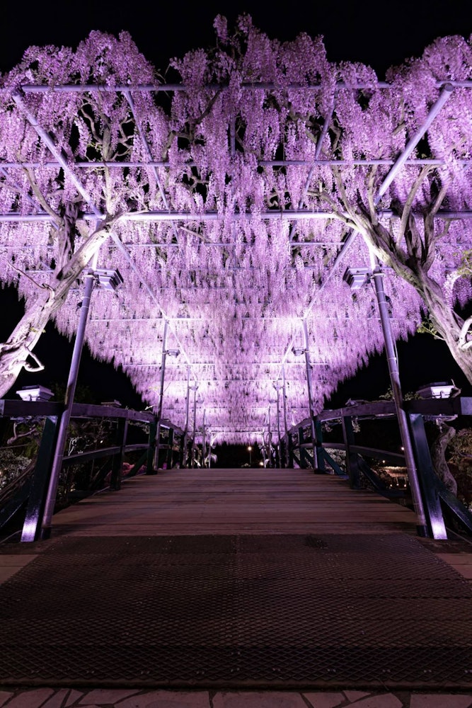 [相片1]避开恶魔的紫藤吊桥 👹这是栃木县足良市的芦岚花卉公园这是一个春天可以欣赏紫藤架子的地方，冬天可以欣赏到灯饰和季节。下周左右的最佳参观时间，推荐GW！