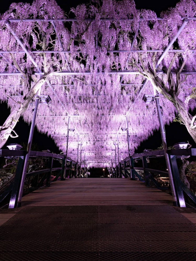 [相片1]避開惡魔的紫藤吊橋 👹這是栃木縣足良市的蘆嵐花卉公園這是一個春天可以欣賞紫藤架子的地方，冬天可以欣賞到燈飾和季節。下周左右的最佳參觀時間，推薦GW！