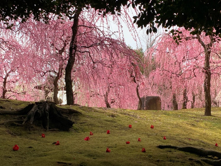 [画像1]枝垂れ梅が満開の城南宮に伺いました。定年を迎えた母とのんびりとした京都旅行。降り注ぐような紅白は想像を超える美しさで、2人で何枚も写真を撮りました。また来年も行きたい思い出の風景です。
