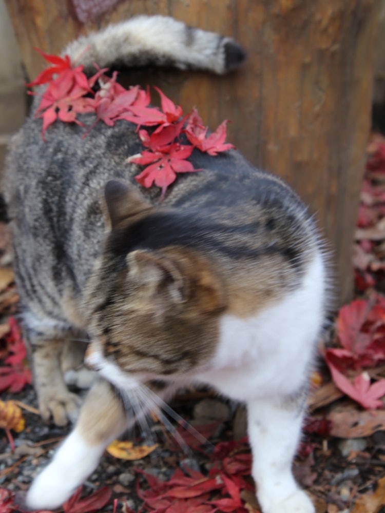[이미지1]이 사진은 도쿄의 다카오산에서 찍은 것입니다. 휴게소에 귀여운 고양이가 있었는데 매우 친절했습니다. 나는 단풍으로 장식했다. 멋지지 않나요?