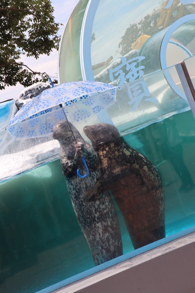 [相片1]香川縣高松市「新屋島水族館」的特產，使用組合傘的海豹。