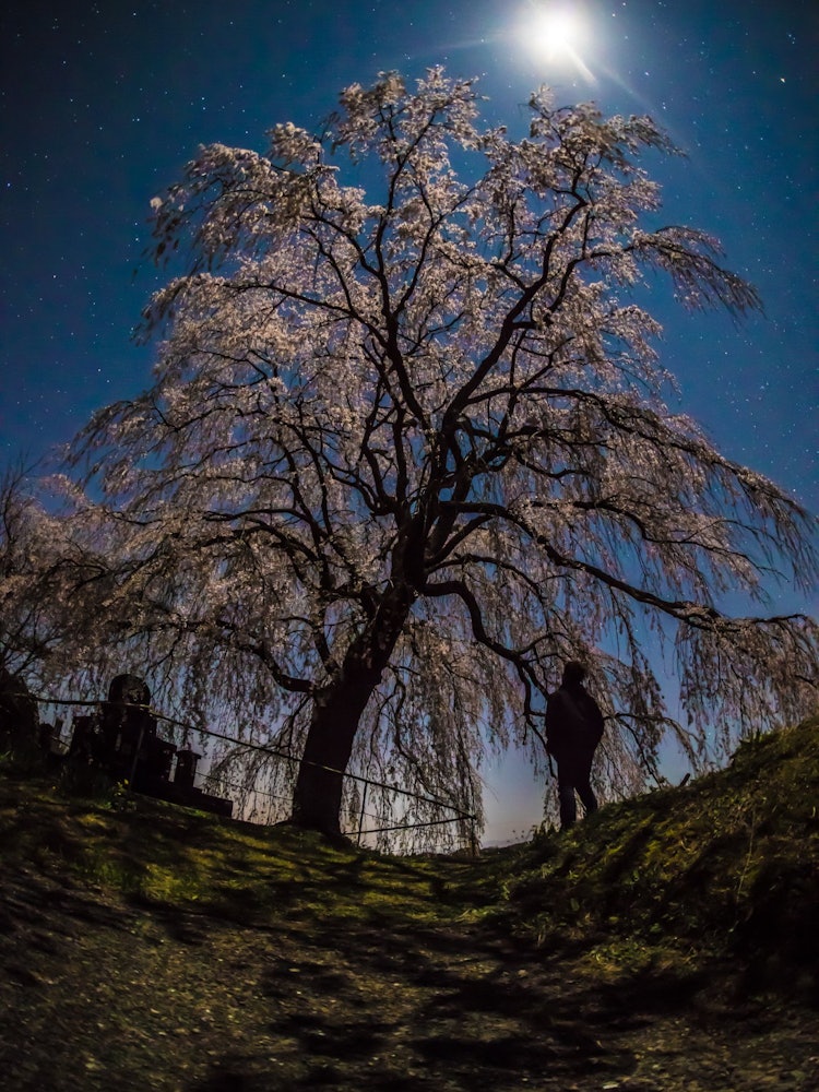 [Image1]Weeping cherry blossoms on a moonlit night (vertical composition)