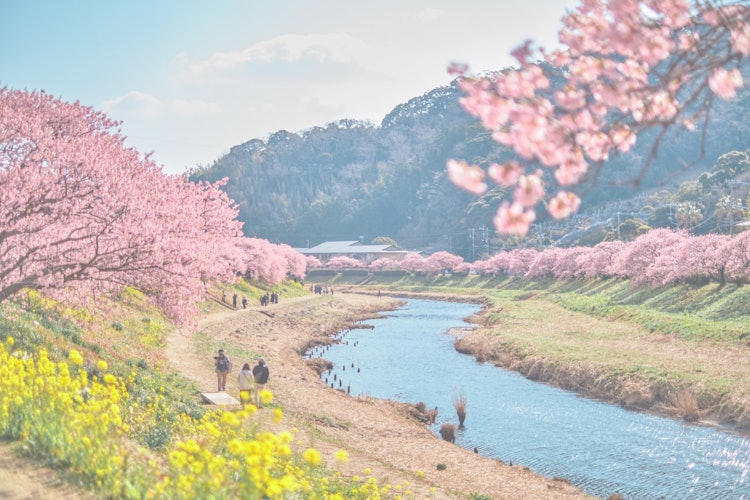 [相片1]您可以欣赏到伊豆南部樱花树的深粉红色，油菜花的黄色以及2月底盛开的天空和河流的蓝色。 目之所及的一排排樱花树是杰作。