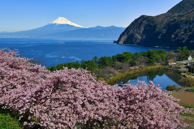 [相片1]沼津市井田、河津桜からの骏河湾と富士山は絶景。