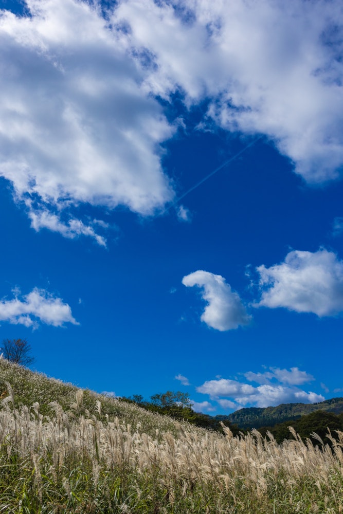 [이미지1]카가가나리 고원비행운은 별똥별처럼 팜파스 잔디 언덕으로 변합니다 ✨.