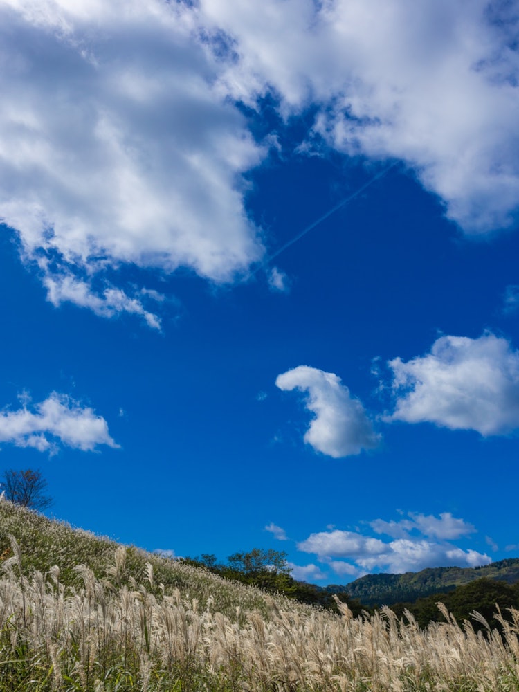 [画像1]鏡ヶ成高原飛行機雲が流れ星のようにススキの丘へと✨
