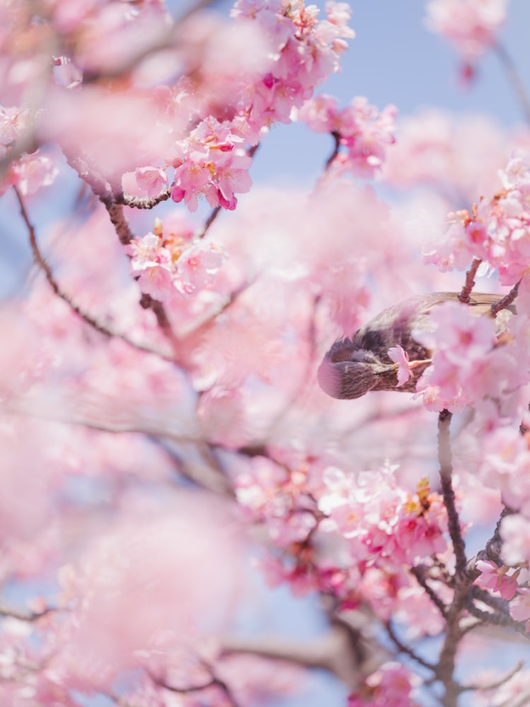 [相片1]拍攝地點是河床。一朵預示著日本春天的花朵。 沒錯，就是河津櫻花。日本在日本隨處可見，當並不罕見的球莖與河津櫻花融為一體時，花朵就變成了一個主題，以至於它變成了一個副標題。 此外，河津櫻花成為輕輕包裹主