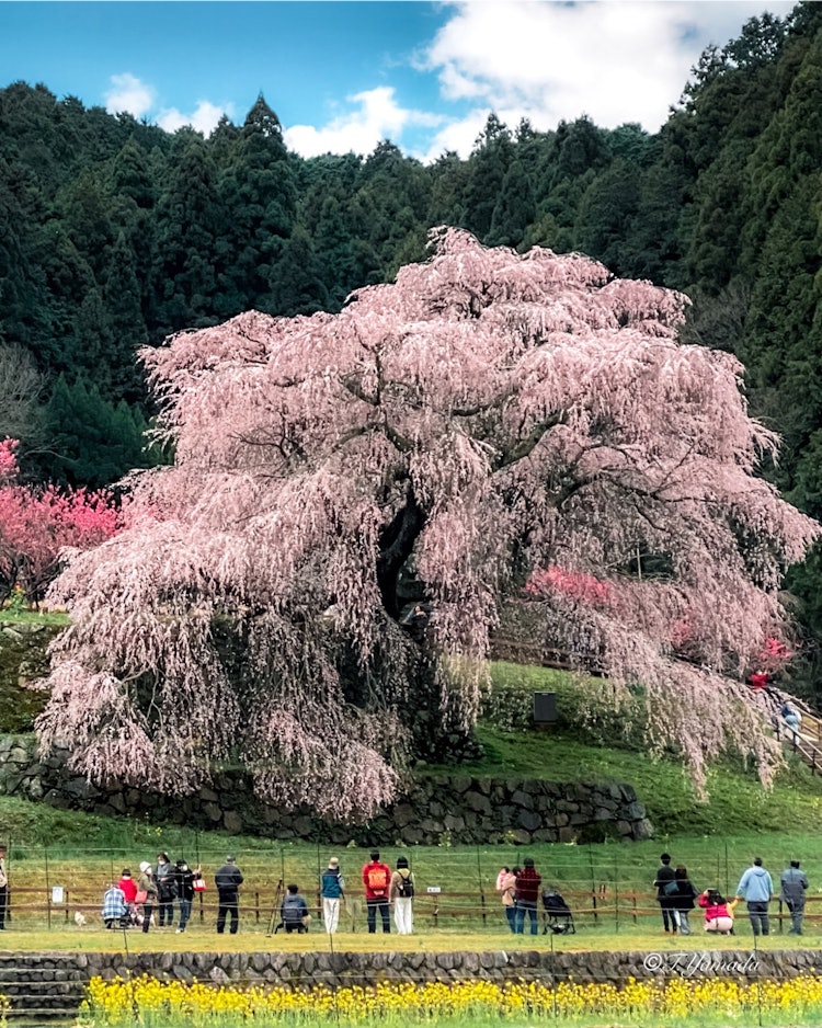 [이미지1]마타베이 사쿠라매우 요염한 처진 벚꽃입니다.우다시, 나라2020년 4월 iPHONE으로 촬영