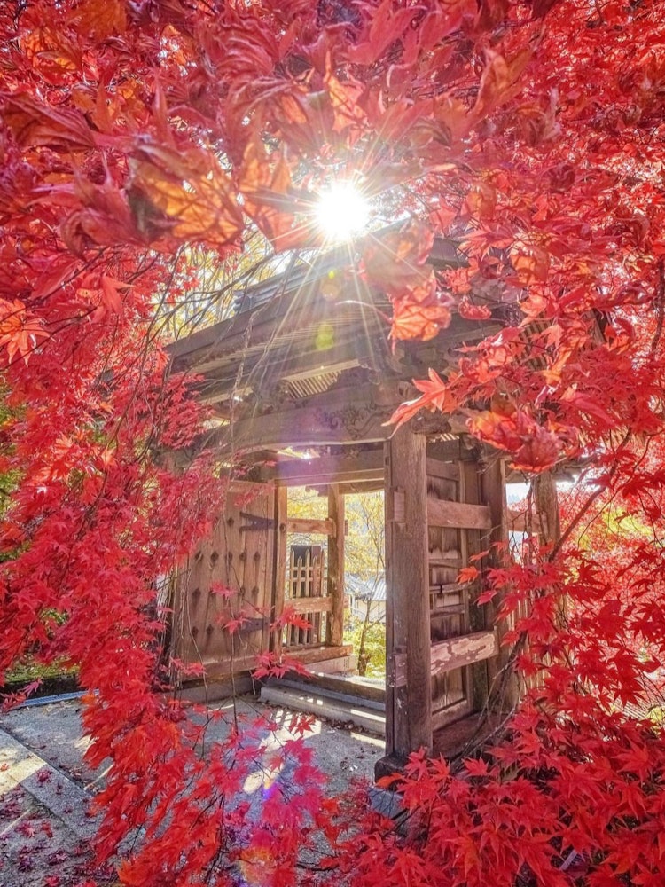 [Image1]Hiroshima Hatsukaichi Yoshiwa Kyoryuji Temple(Recommended spots in Hiroshima)#Kyoryuji Temple 👈 @kyo