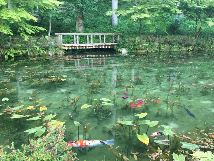 [相片1]岐阜縣關市。一個叫莫奈池塘的地方。這是一個美妙的地方，克勞德·莫内的“睡蓮”畫作的世界就在那裡。 顏色和圖像會根據光線而變化，所以這也很有趣。