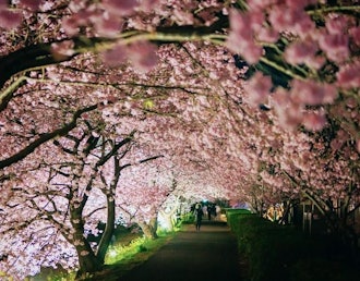 [Image2]【About the 26th Minami Cherry Blossom and Rape Blossom Festival】⁡The 26th Minami Cherry Blossom and 